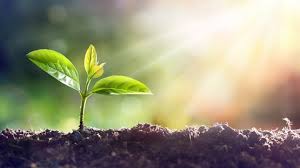 Plant Science